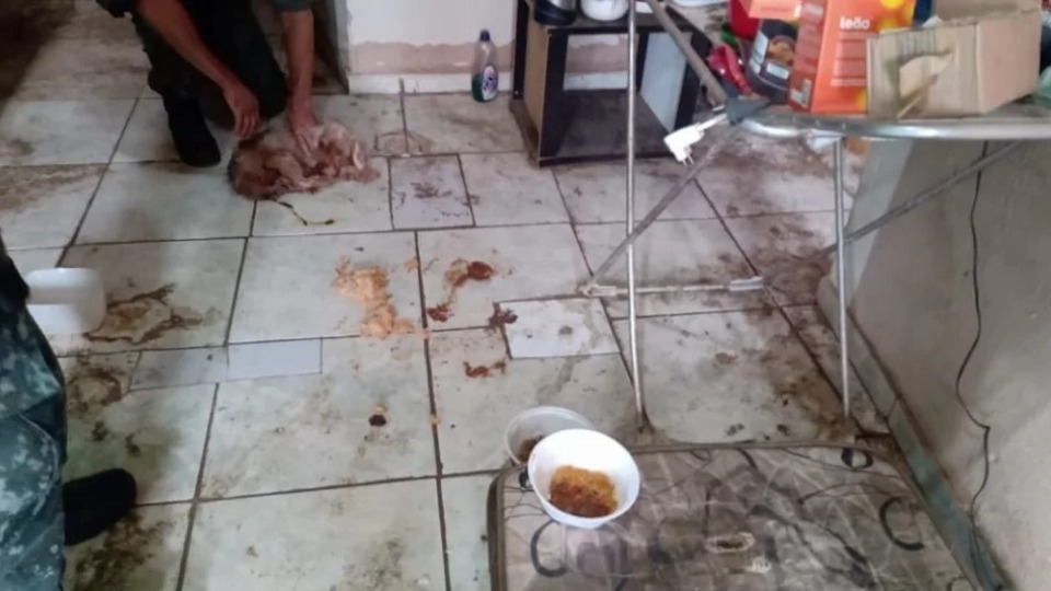 Imagem da Galeria