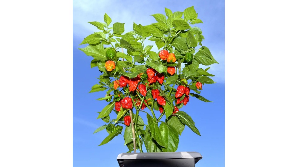 Notícia Relacionada