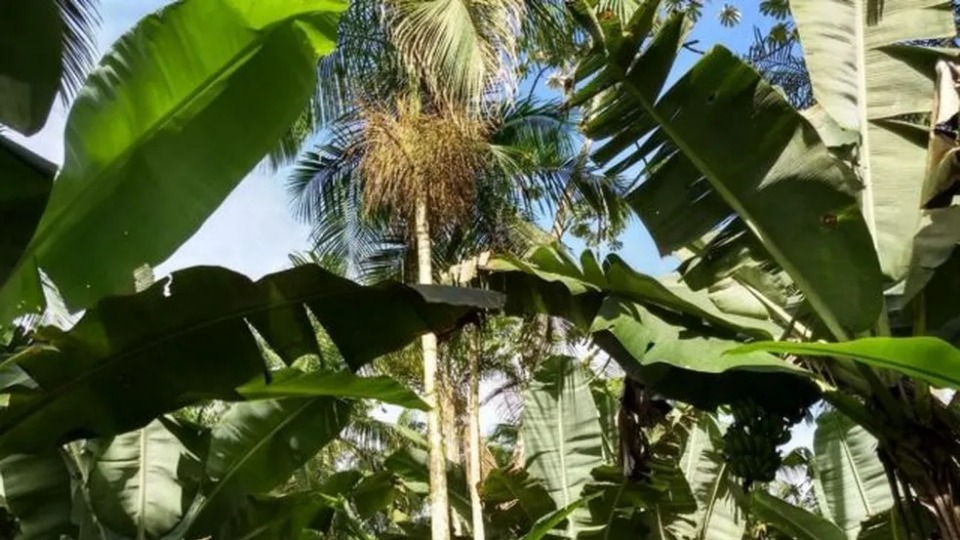 Notícia Relacionada