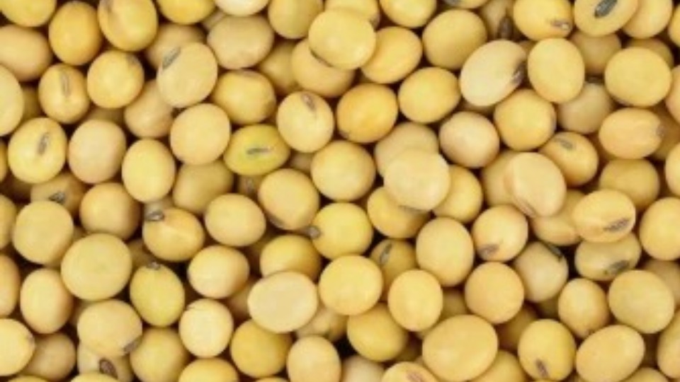 Notícia Relacionada