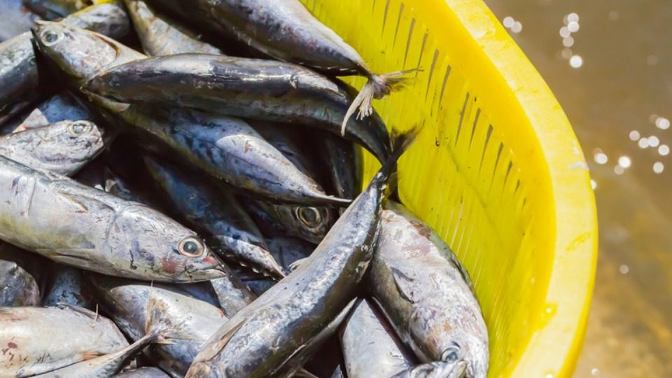 Notícia Relacionada