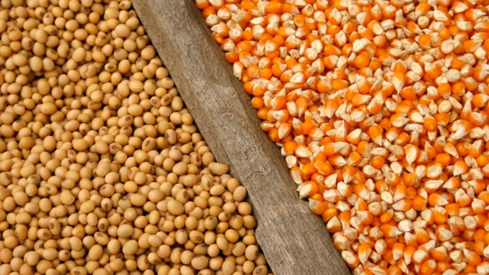 Notícia Relacionada