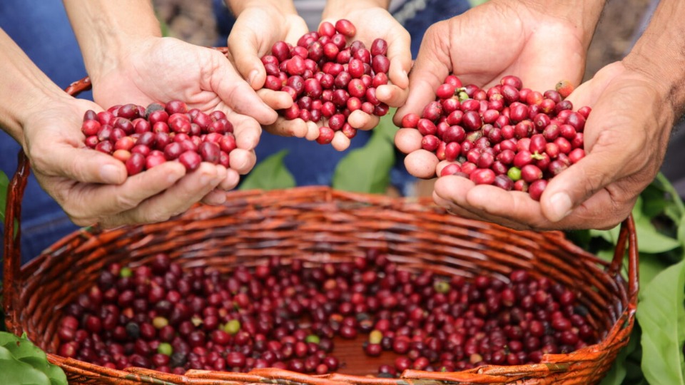 Geointeligência do governo de Rondônia evidencia evolução da cafeicultura no estado