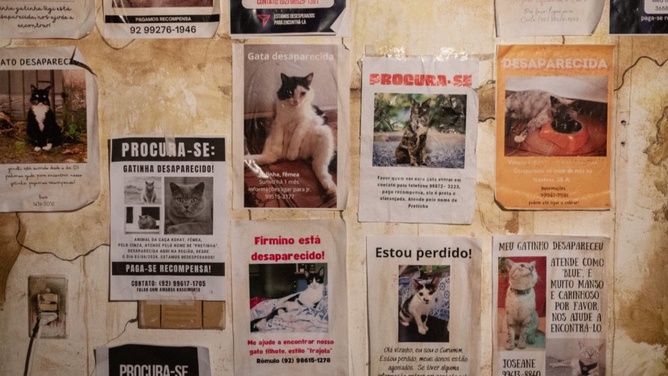 Imagem da Galeria