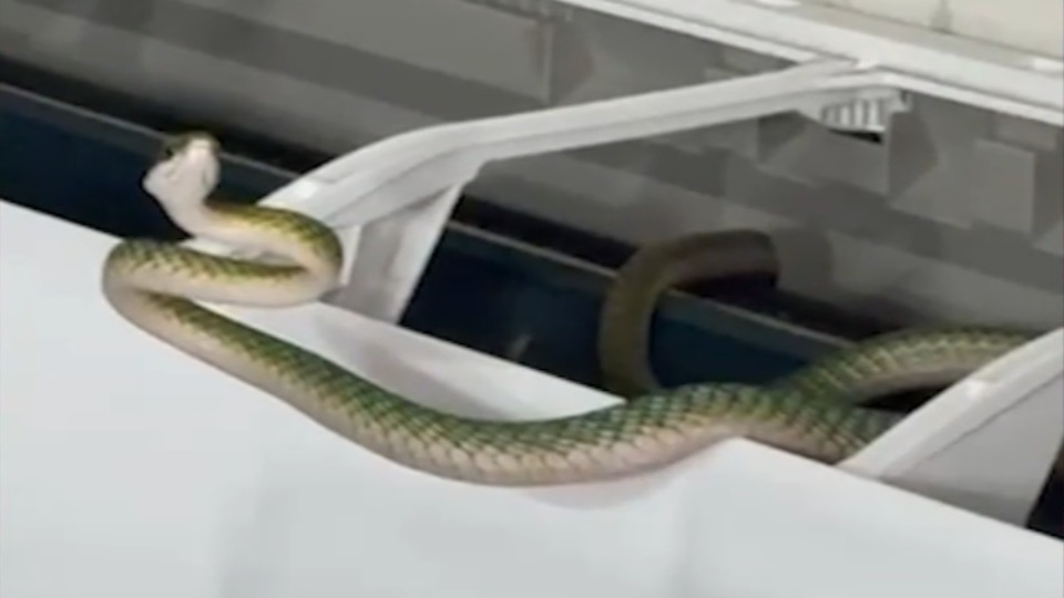 Notícia Relacionada