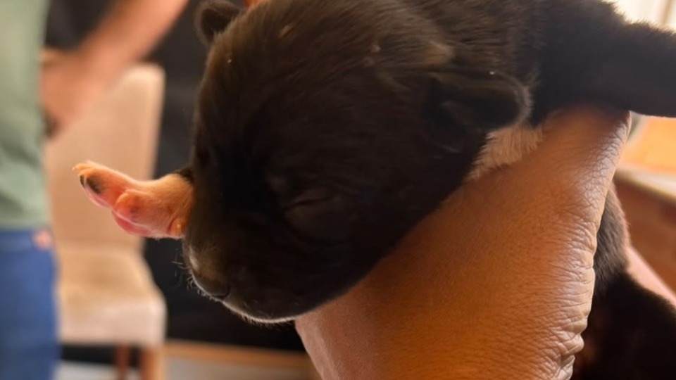 Pequenos e vulneráveis, seis filhotes precisam de cuidados especiais após serem abandonados. A Sema reforça o alerta contra os maus-tratos aos animais